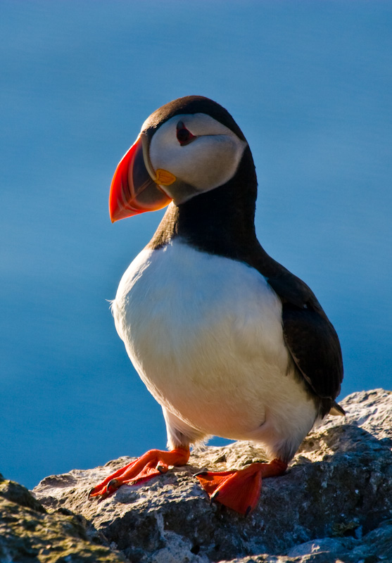 Atlantic Puffin